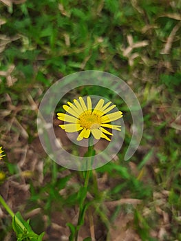 Lactuca virosa or lactuca serriola or prickly lettuce