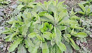 Lactuca Virosa Plant on Green Nature Background photo