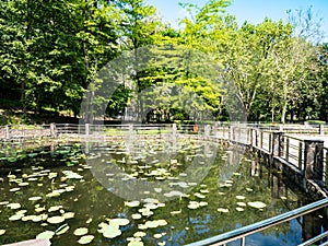 Lacul cu Nuferi (Waterlilies Lake), Felix Baths - Baile Felix, B