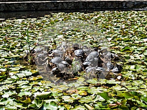 Lacul cu Nuferi (Waterlilies Lake), Felix Baths - Baile Felix, B photo