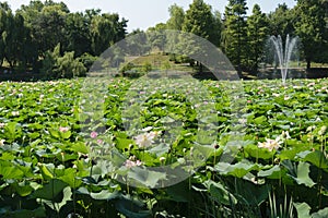 Lacul Tei park in Bucharest. Lake full of blossom waterlilies