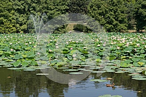 Lacul Tei park in Bucharest. Lake full of blossom waterlilies