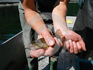 Brown trout lacustrine form salmo trutta lacustris