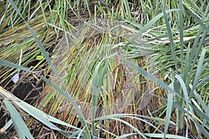 Lacustrine vegetation reeds and algae