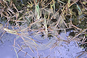 Lacustrine vegetation reeds and algae