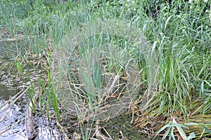 Lacustrine vegetation reeds and algae