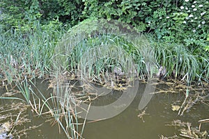 Lacustrine vegetation reeds and algae