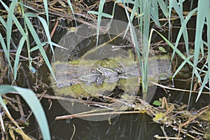 Lacustrine vegetation reeds and algae