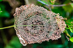 Lacy appearance of dried leaf veins