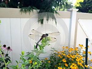 Lacy Dragonfly Wings