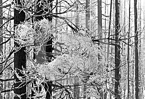 Lacy Hoarfrost Ice on Trees