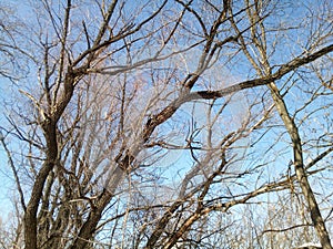 Lacy interweaving of bare branches of a white willow Salix alba against a sunny blue sky. Horizontal photography