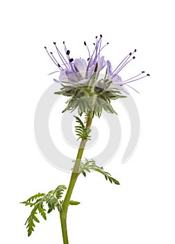 Lacy phacelia photo