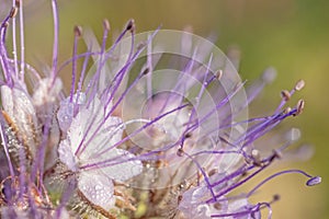 Lacy phacelia, blue tansy or purple tansy plant closeup