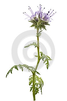 Lacy phacelia phacelia tanacetifolia