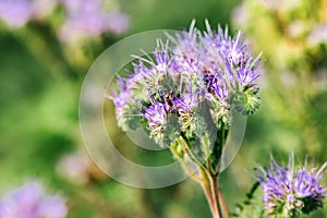 Lacy phacelia or Phacelia tanacetifolia flower in field