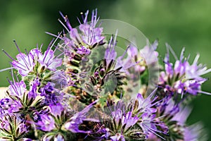 Lacy phacelia or Phacelia tanacetifolia flower in field