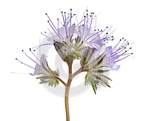 Lacy phacelia phacelia tanacetifolia photo