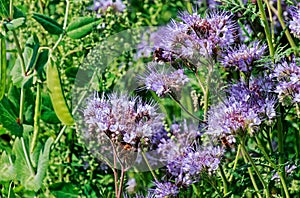 Lacy Phacelia Phacelia tanacetifolia medicinal and bee plant