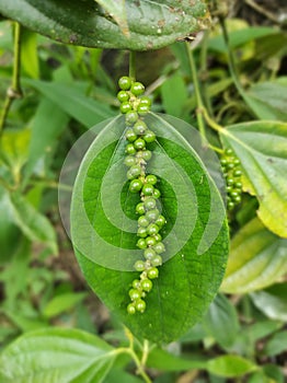 high quality pepper in the plantations of the people of south sumatra photo