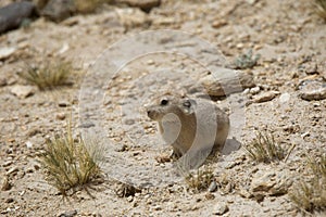 Ladakh Pika on ground,  Ochotona ladacensis, Tso Kar, Ladakh,