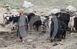 Ladakhi woman with yaks