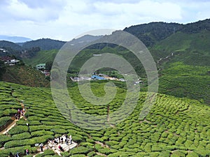 Ladang teh Cameron Highland