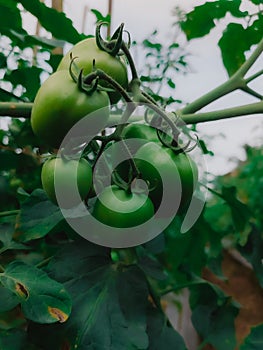 Ladang tomat yang mulia berbuah