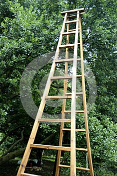 Ladder