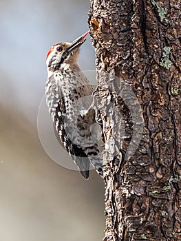 Ladder-Backed Woodpecker