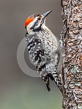 Ladder-Backed Woodpecker