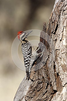 Ladder-backed woodpecker, Picoides scalaris