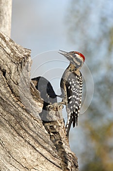 Ladder-backed woodpecker, Picoides scalaris