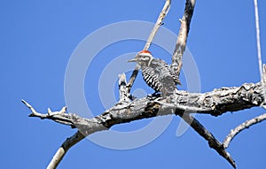 Ladder Backed Woodpecker, Sweetwater Wetlands Park, Tucson Arizona