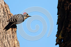 Ladder-backed woodpecker on tree trunk against blue sky ready to jump photo