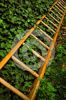 Ladder and ivy