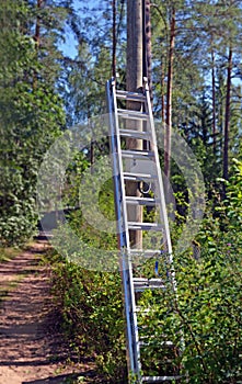 Ladder leaned against electric pole