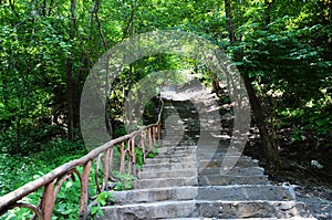 Ladder in mountain forest