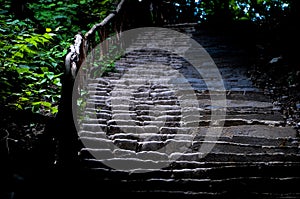 Ladder in mountain forest