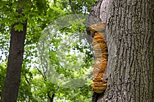 A Ladder Of Mushrooms (Polypores) On A Tree