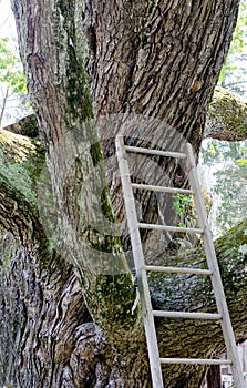 Ladder and the old oak