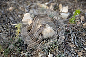 Ladder snake with forked tongue protruding, Spain photo