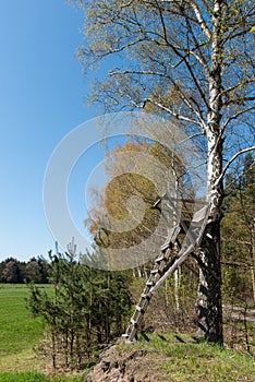 Ladder stand at a birch