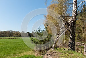 Ladder stand at a birch