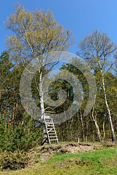 Ladder stand at a birch