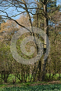 Ladder stand on the edge of the forest