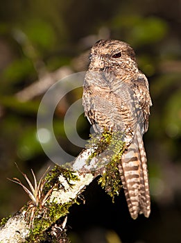 Ladder-tailed Nightjar