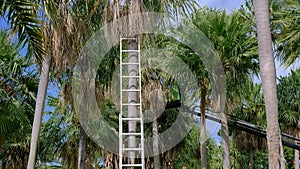 Ladder up against palm trees in Thailand