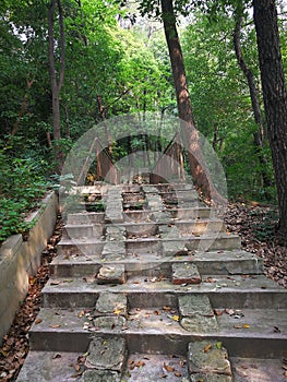 Ladder uphill in the forest