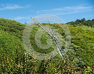 Ladders against an established yew hedge or tree on the edge of large garden